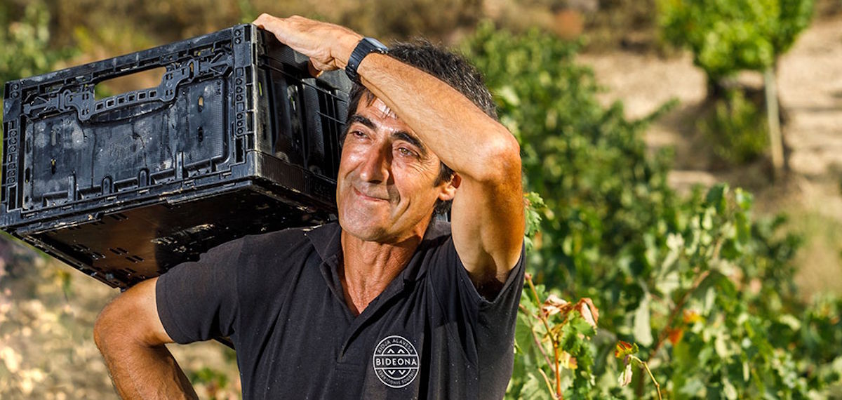 Winzer mit schwarzem T-Shirt trägt eine schwarze Erntekiste auf der Schulter, im Hintergrund ein sonniger Weinberg
