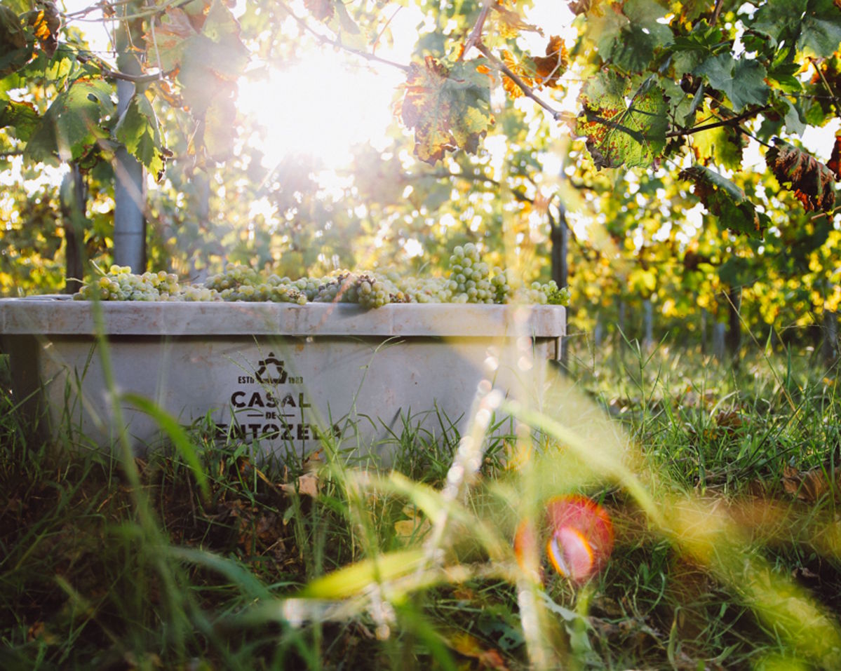 Erntekiste mit Trauben im sonnenbeschienenen Weinberg der Quinta do Casal de Santa Eufémia.