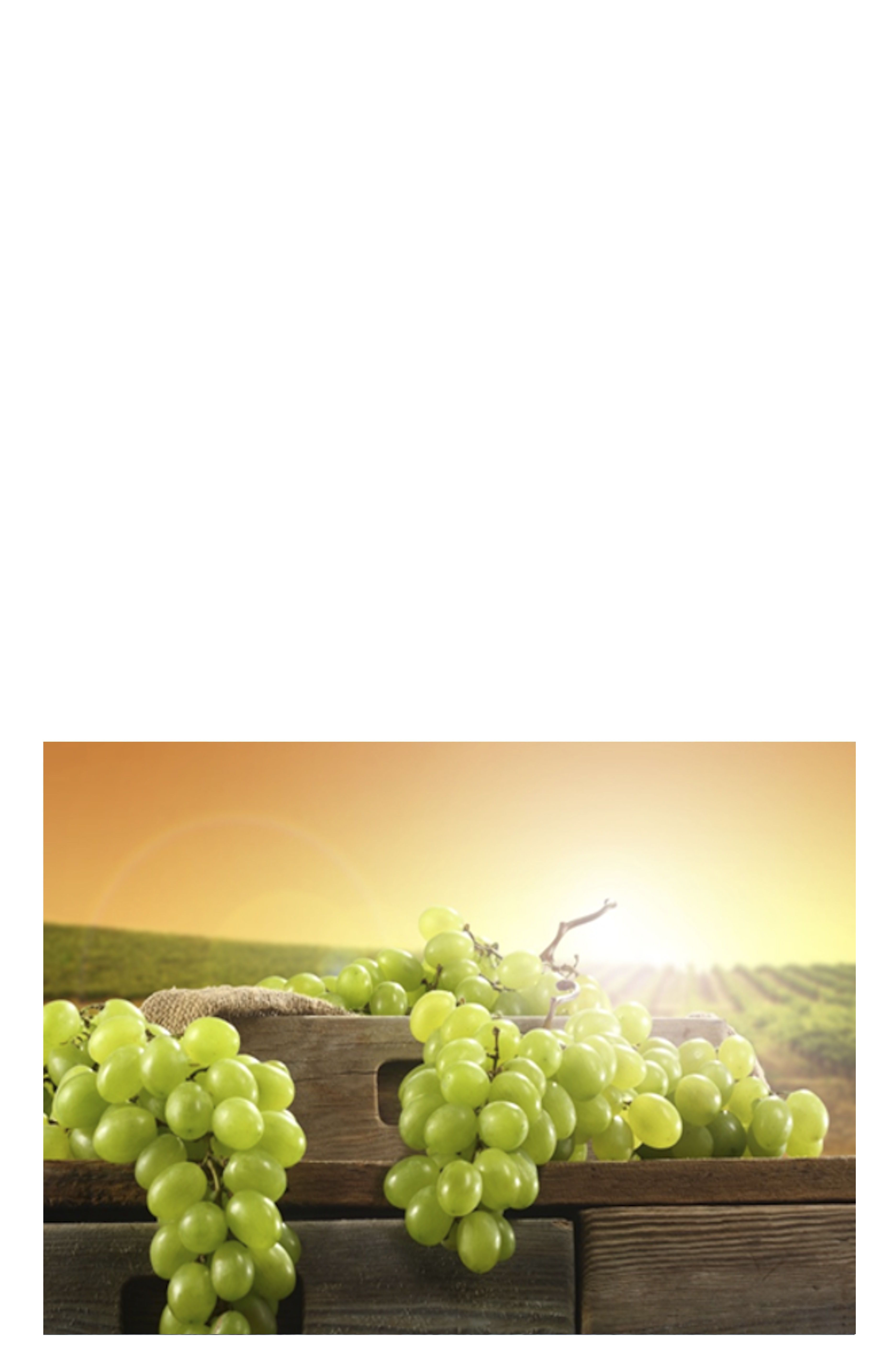 Wein-Tasting 20. März 2026