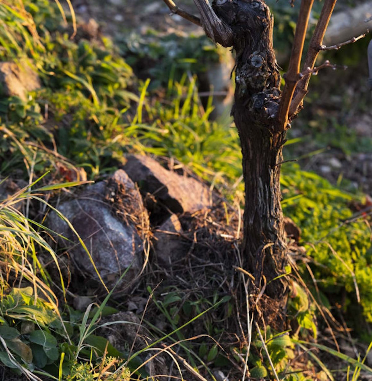 Nahaufnahme eines alten Rebstocks in steinigem, von Moos und Gras bewachsenem Boden bei Abendlicht.