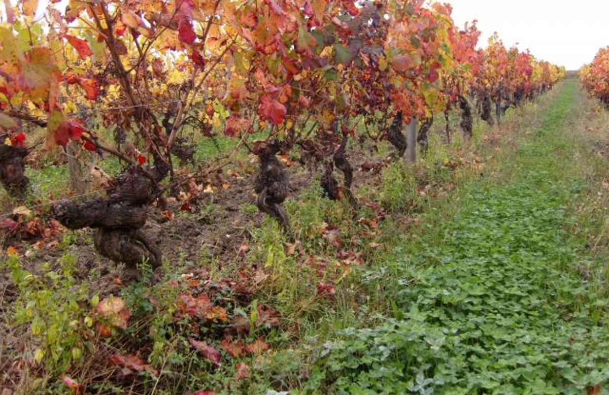 Weinreben mit bunt verfärbtem Laub in herbstlicher Färbung, daneben ein grasbewachsener Begrünungsstreifen.