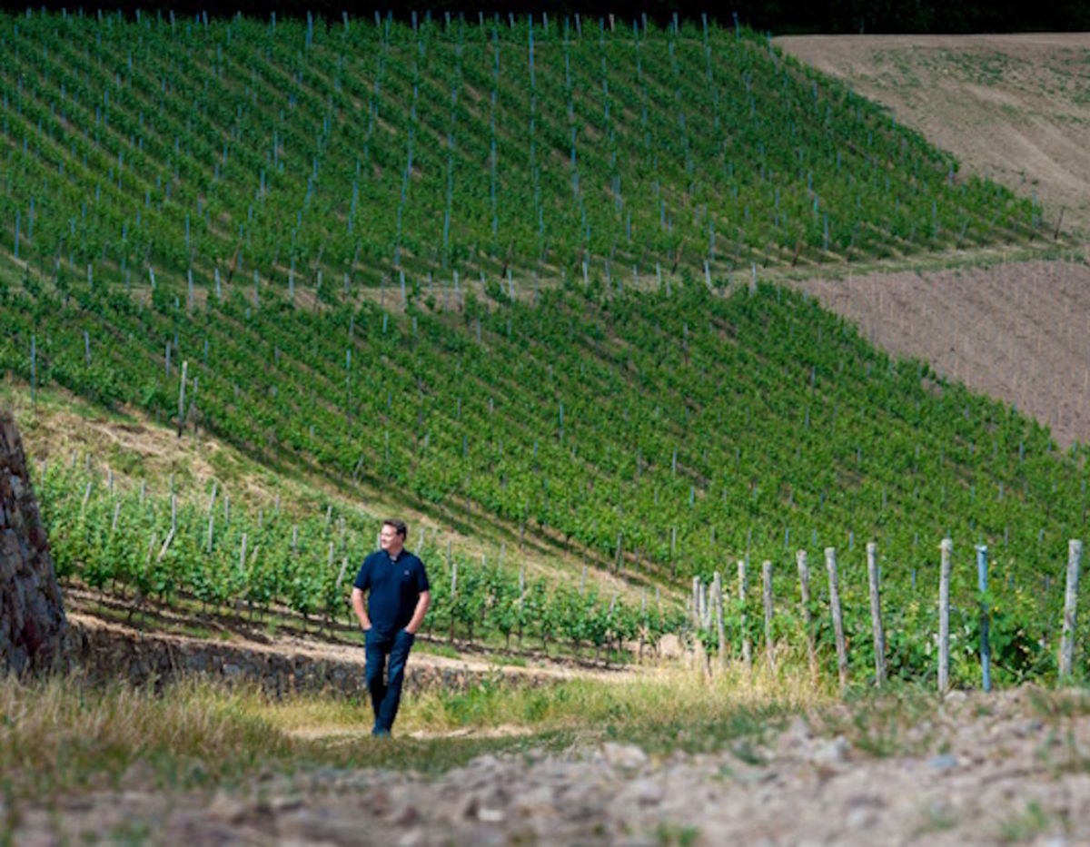  Mann spaziert auf einem Weg durch steile, grün bepflanzte Weinberge an einem sonnigen Tag