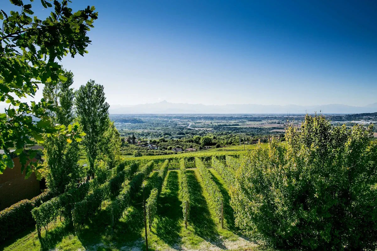 Weinberg mit gleichmäßigen Rebzeilen in grünem Tal, umgeben von Bäumen, mit weitem Blick bis zu fernen Bergen unter klarem Himmel