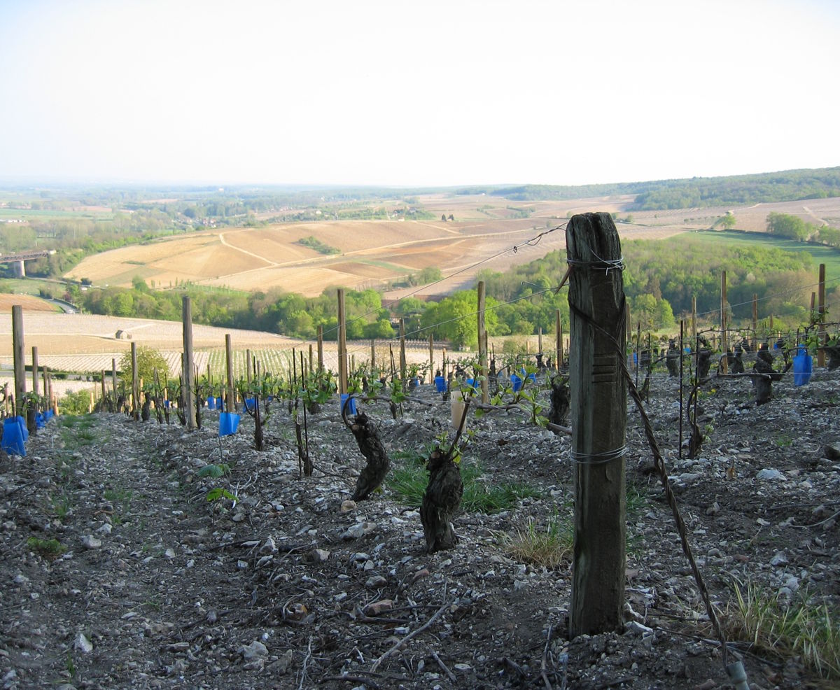 Junge Rebstöcke auf hellem, steinigem Hang mit Blick über hügelige Felder und Wälder in der Ferne.