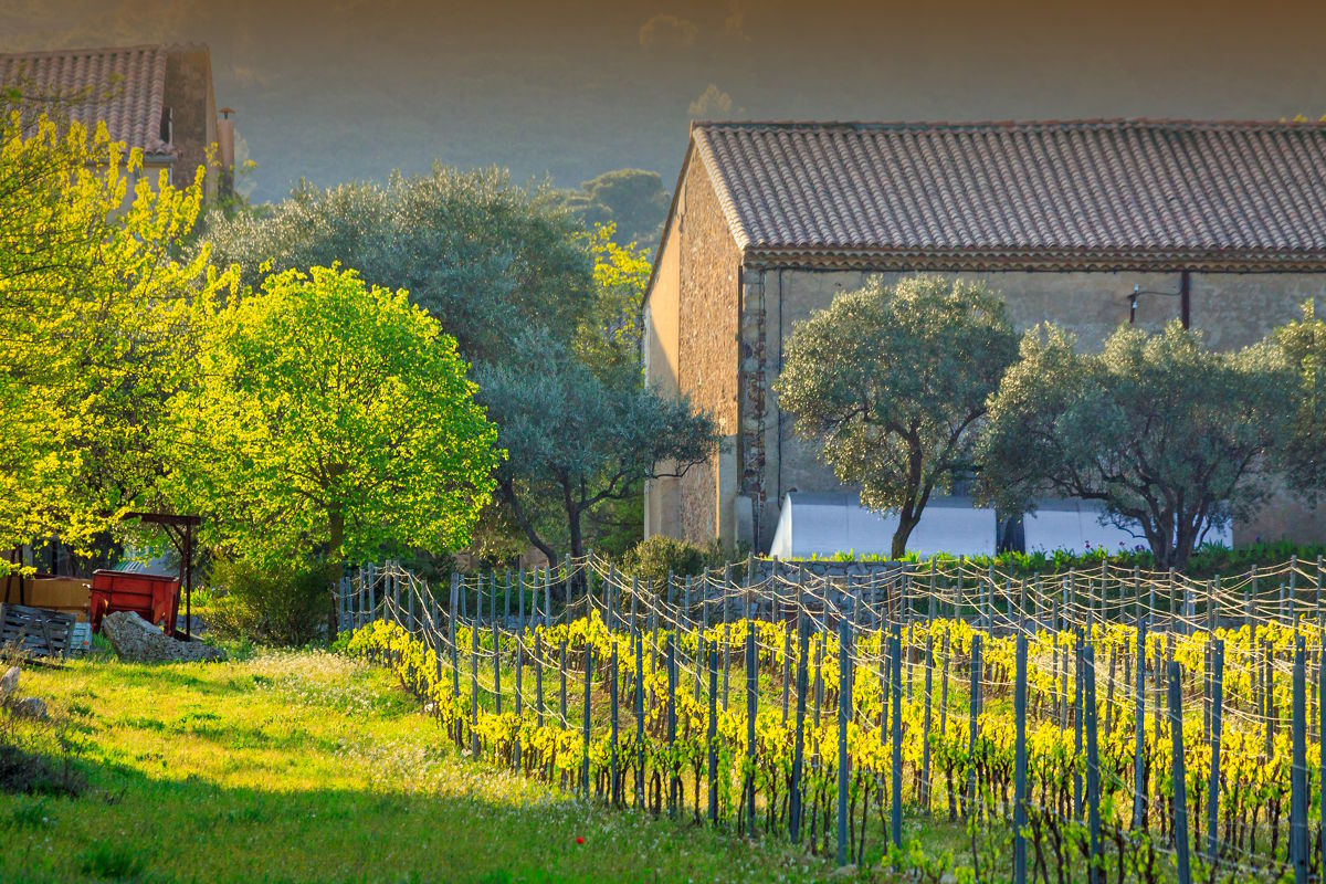 Weinidylle im Sonnenlicht – mediterraner Charme zwischen Reben und Olivenbäumen Ein sonnenbeschienener Weinberg mit grünen Rebstöcken im Vordergrund, dahinter ein rustikales Weingutsgebäude aus Naturstein und umgeben von Olivenbäumen und sanftem Abendlicht