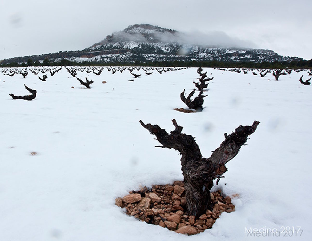 Schneebedeckter Weinberg mit winterlichen Rebstöcken, im Hintergrund ein bewaldeter Berg mit Nebelschwaden